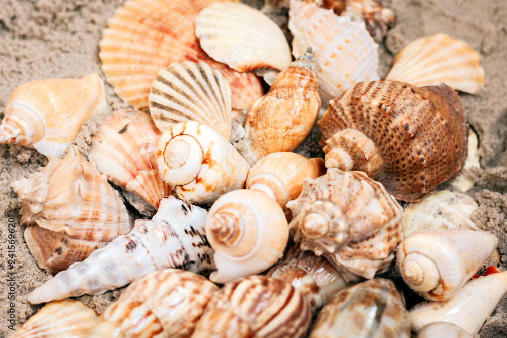 Seashells on the sand, summer beach background with copy space for text. Seashells on the sand, summer beach background with copy space for text.