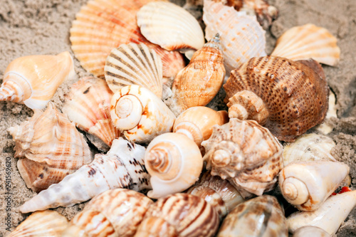Seashells on the sand, summer beach background with copy space for text.