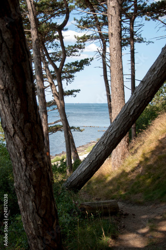 View on the beach over a collapsed tree in a forest © Urszula