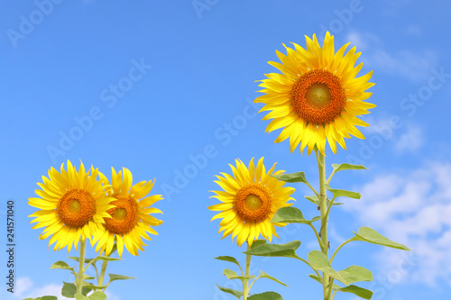 Beautiful sunflowers in the field natural background