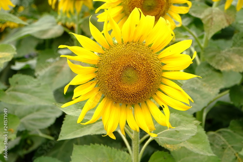 sunflower © mahaaphoto