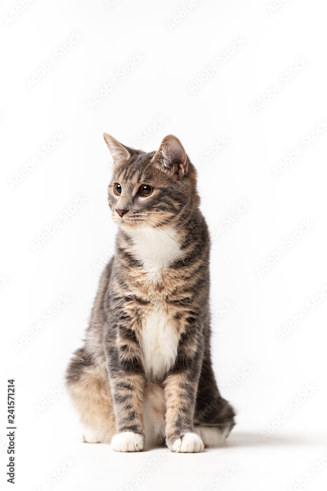 Adorable bobtail cat isolated on white background Adorable bobtail cat isolated on white background