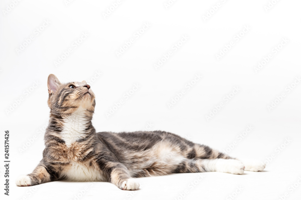 Naklejka premium Śliczny bobtail kot na białym tle