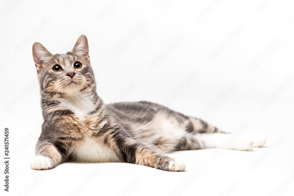 Adorable bobtail cat isolated on white background