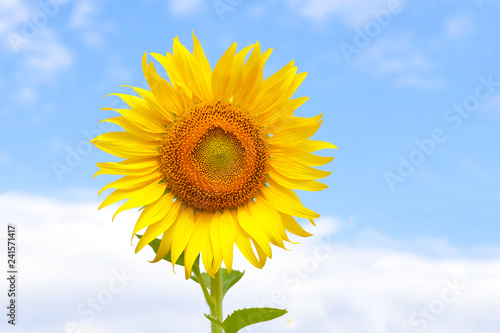 Beautiful sunflowers in the field natural background