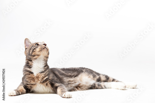 Fototapeta Naklejka Na Ścianę i Meble -  Adorable bobtail cat isolated on white background
