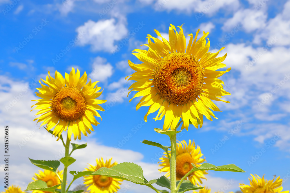 Beautiful sunflowers in the field natural background Beautiful sunflowers in the field natural background