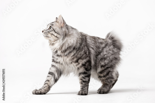 Fototapeta Naklejka Na Ścianę i Meble -  Adorable bobtail cat isolated on white background