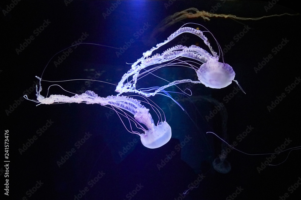 Obraz premium Beautifully lit compass jellyfish