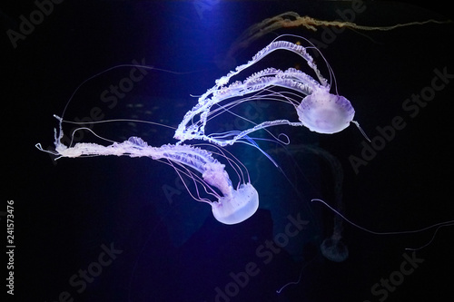 Beautifully lit compass jellyfish photo