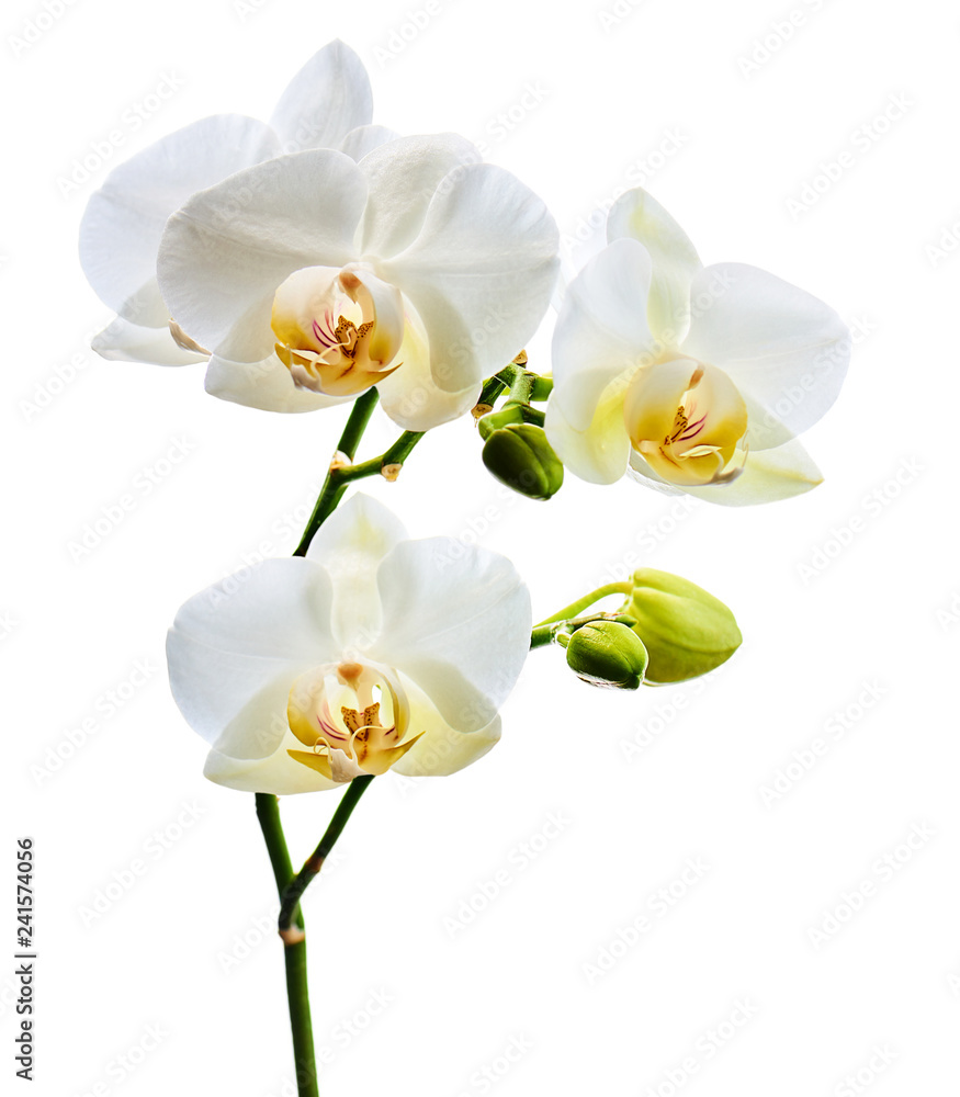 Obraz premium Orchids flowers on banch isolated on white background.
