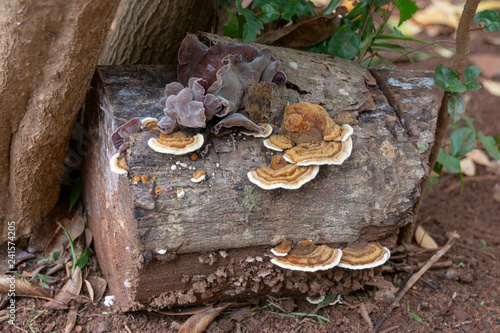 Fungus On A Tree Stump