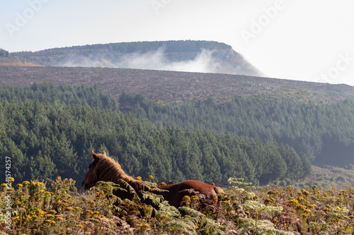 Kaapsehoop wild horse and forest scenery photo