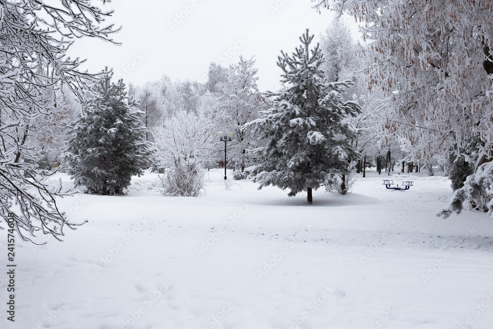 Obraz premium Trees in the city park are shrouded in hoarfrost. Beautiful winter landscape.