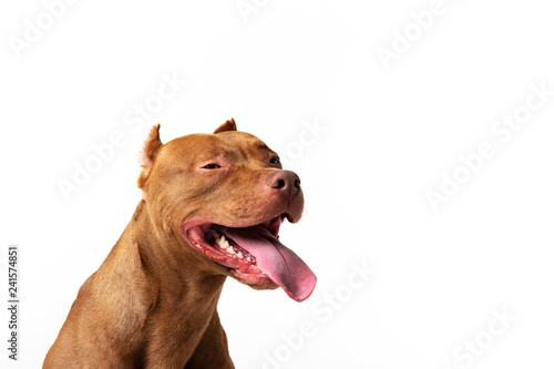 Adorable red dog sits at white background