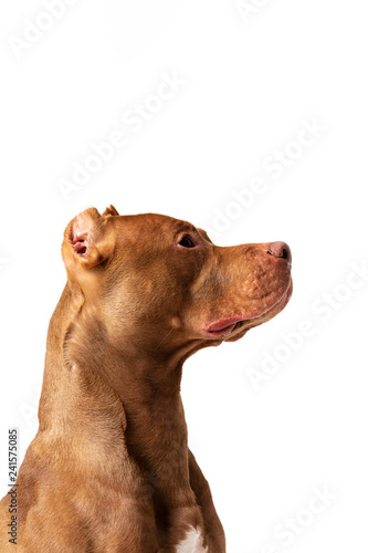 Adorable red dog sits at white background