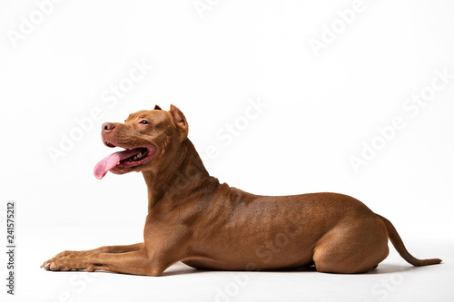 Adorable red dog sits at white background