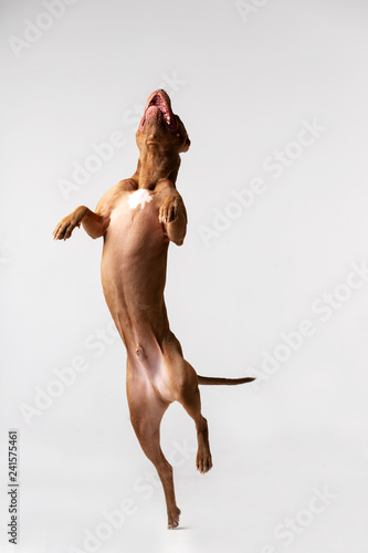 Adorable red dog sits at white background