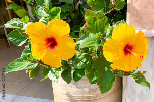 Yellow hibiscus in a pot illuminated by sun