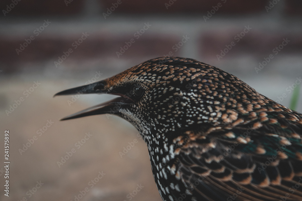 Obraz premium A close up of a dazed starling in hands moments before it flew away again