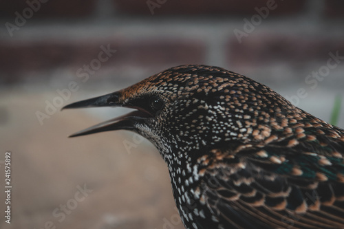 A close up of a dazed starling in hands moments before it flew away again