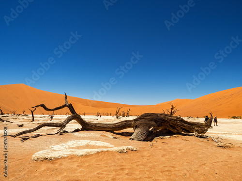 Dead Camelthorn Trees against red dunes and blue sky in Deadvlei, Sossusvlei. Namib-Naukluft National Park, Namibia, Africa © murmakova