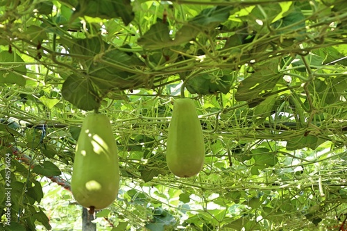 winter melon in farm