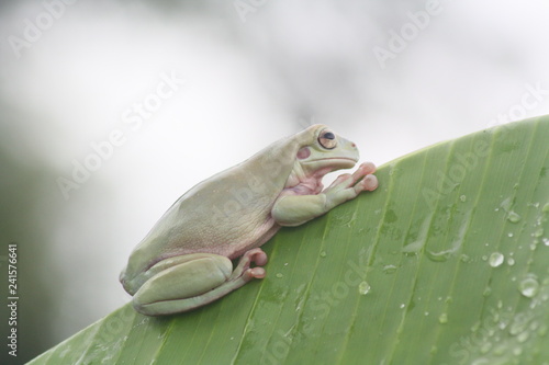 Dumpy frog on leaf with background bokeh