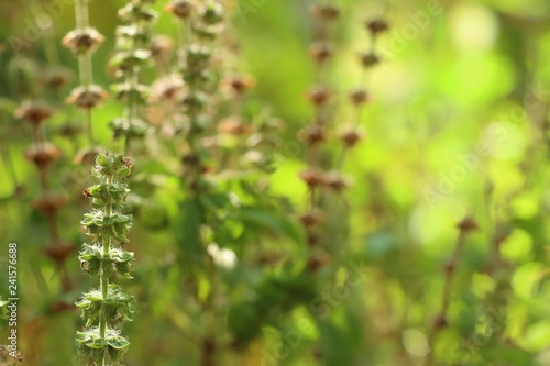 basil plant in garden