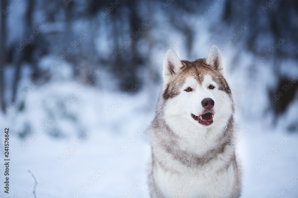 Portrait of beautiful and happy beige dog breed siberian husky sitting on the snow in the fairy winter forest