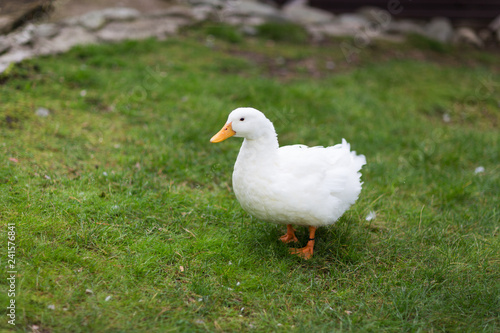 Engaged white goose walking on green grass. 