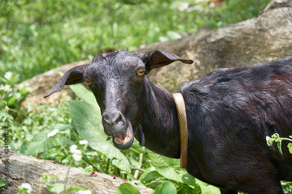 Black goat head shot, looking at straight at camera posing Black goat head shot, looking at straight at camera posing