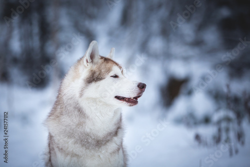 Profile Portrait of cute and happy beige dog breed siberian husky sitting on the snow in the fairy winter forest