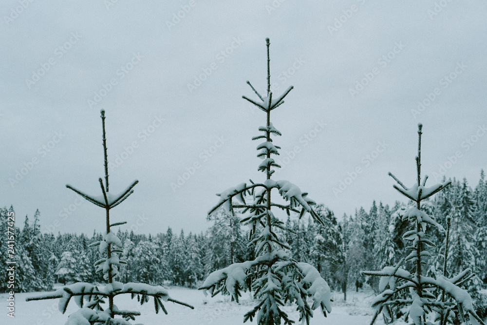 Snow on Christmas trees in forest Snow on Christmas trees in forest