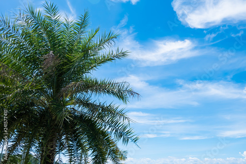 Copy space of tropical palm tree with sun light on blue sky and cloud. Summer vacation and nature travel.