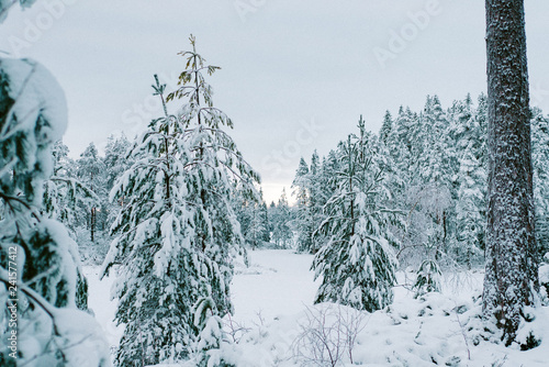 Snow on Christmas trees in forest 