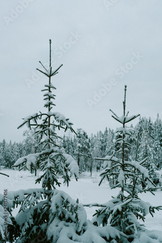 Snow on Christmas trees in forest 
