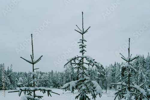 Snow on Christmas trees in forest 