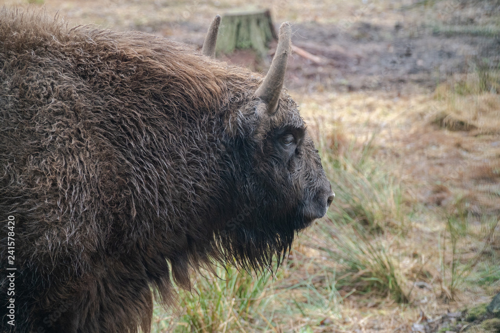 buffalo head grass grazing wildlife bison animal cow horns brown big buffalo head grass grazing wildlife bison animal cow horns brown big