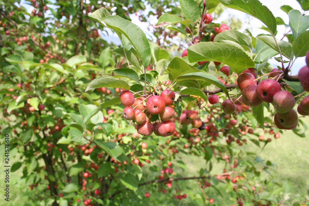 Obraz premium Small red apples on branch in the orchard in a sunny day with selective focus 