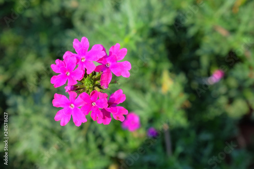 Pink colored attractive flowers in the garden with green leaves in the background
