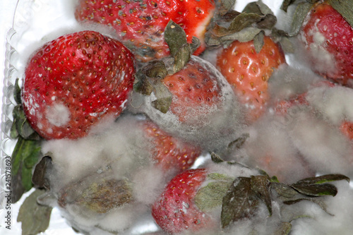 Gray mold on red ripe strawberries