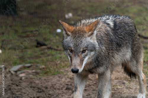 wolf wild animal nature danger dog wolves environment fur carnivore hunting © Ilya Nikanovich