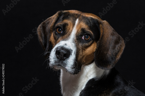 Beagle vor schwarzem Hintergrund
