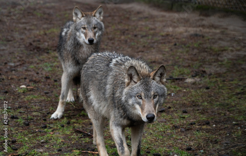 wolf wild animal nature danger dog wolves environment fur carnivore hunting