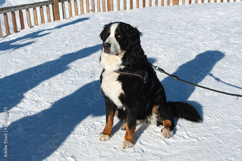 Berner Sennenhund im Schnee, Bettmerhorn, Goms, Wallis, Schweiz photo