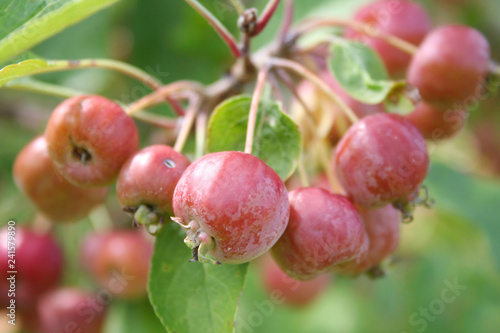 Small red apples on branch in the orchard in a sunny day with selective focus 