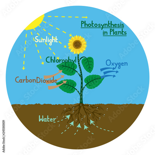 Photosynthesis in plants
