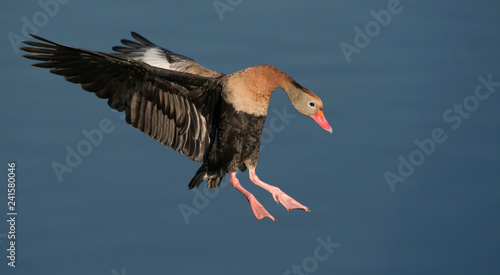 Black Bellied Whistling Duck 