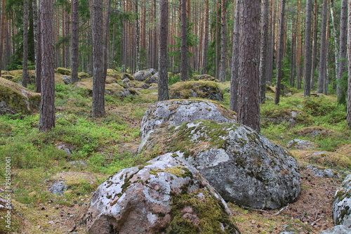 Wald im Nationalpark Lahemaa (Estland)